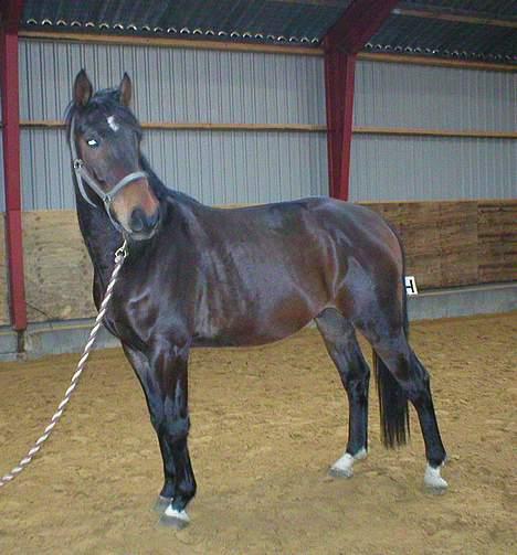 Hannoveraner R.I.P GRAFAS <3 miss u  billede 4