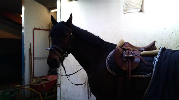 Hannoveraner R.I.P GRAFAS <3 miss u  billede 5