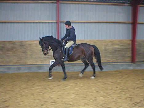 Hannoveraner R.I.P GRAFAS <3 miss u  - I trav.. billede 6