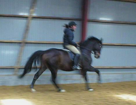 Hannoveraner R.I.P GRAFAS <3 miss u  - I galop.. Det er et utroligt dårligt kamera, derfor er billedet så sløret, men man kan godt se han, sårn lidt da.. ;) billede 7