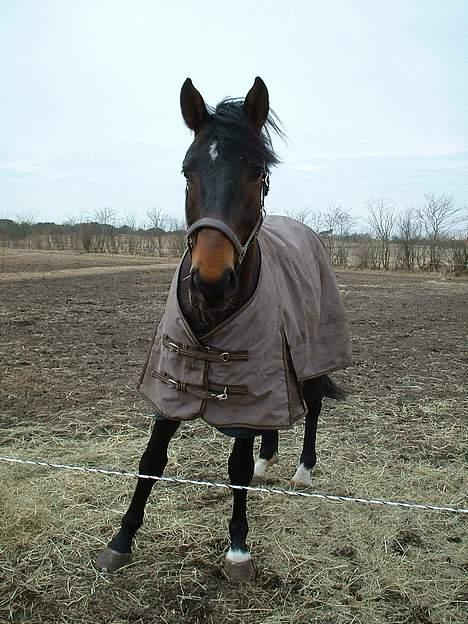 Hannoveraner R.I.P GRAFAS <3 miss u  billede 9