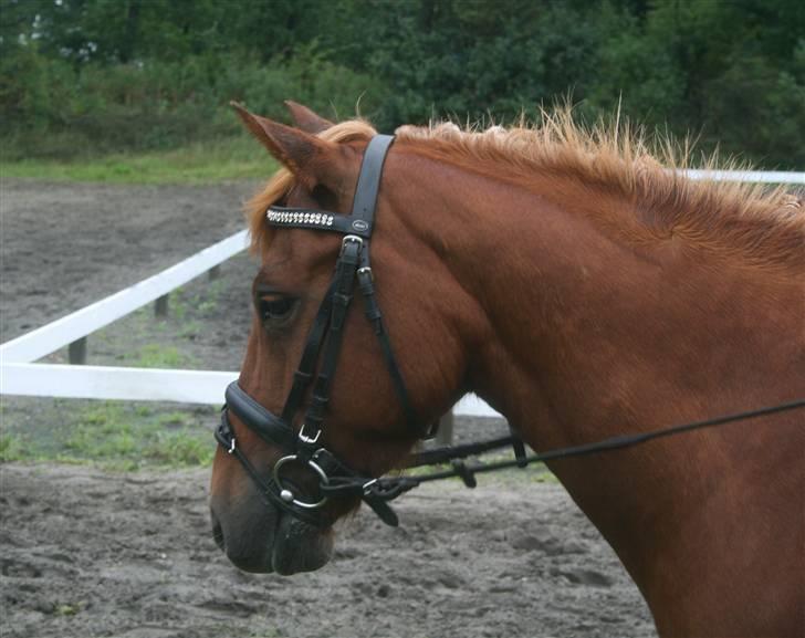 Anden særlig race | Rasmus *SOLGT* - Velkommen til Rasmus´s profil :o) *NYT* 10.08.08 billede 1