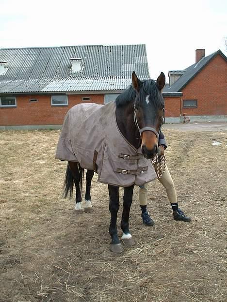 Hannoveraner R.I.P GRAFAS <3 miss u  billede 11
