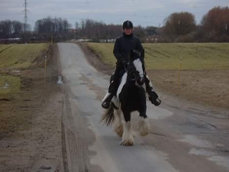 Tinker Lord Wallentin  * DØD * - trav med højt knæløft billede 11