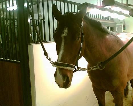 Dansk Varmblod Ra * Død*  billede 5