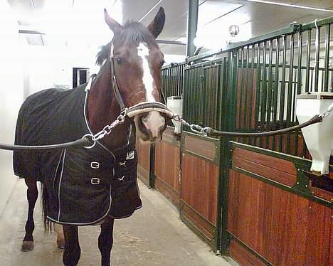 Dansk Varmblod Ra * Død*  billede 6