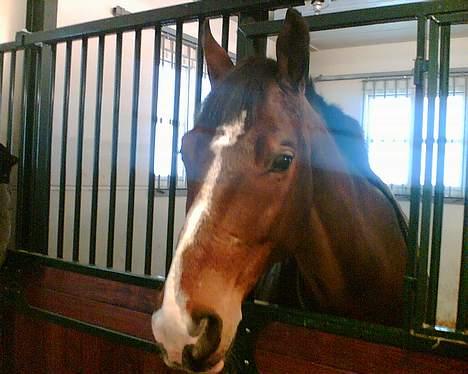 Dansk Varmblod Ra * Død*  billede 7