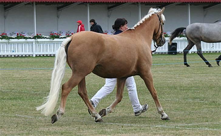 New Forest Stegstedgårds Frida - På dyrskuet 2007 © Kurt Clausen billede 2