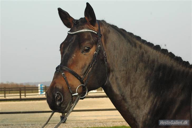 Dansk Varmblod Nemesis R.I.P - Min smukke Hingst. billede 1