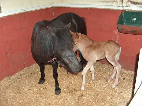 Anden særlig race Lady  billede 9