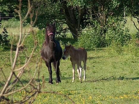 Anden særlig race Lady  billede 11