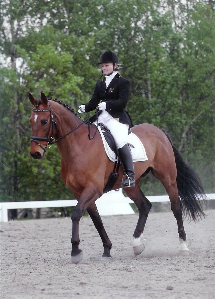 Dansk Varmblod Rondo Quintus, Solgt, R.I.P. - Stævne Møllebakken. Fotograf: Wiegaarden billede 2