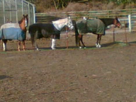 Anden særlig race Samson Solgt - Samson, Blondie, Jill på fold, haha de er så søde.., billede 18