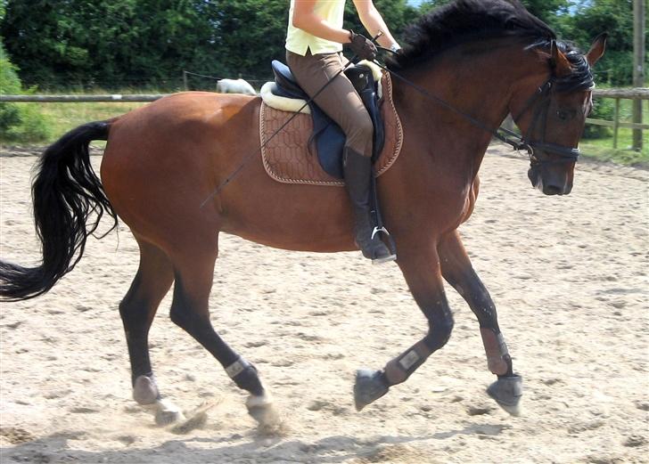 Dansk Varmblod Rubinstar *solgt* billede 7