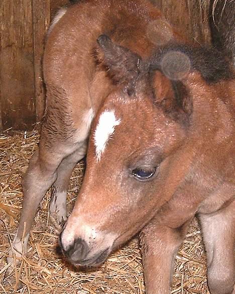 DSP Ahorns Mia Donna billede 4