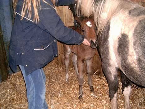 DSP Ahorns Mia Donna billede 5