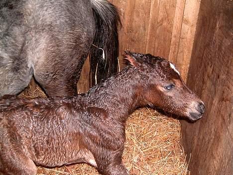 DSP Ahorns Mia Donna - lige født billede 6