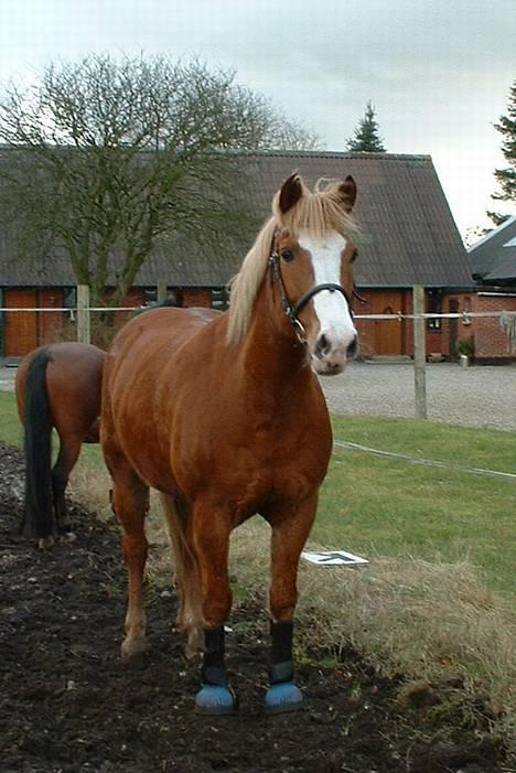 Haflinger Patrick billede 16