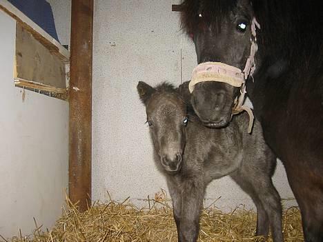 Shetlænder | Kærholms Tulle *udlånt  - Tulle & sit følle Fie  billede 14