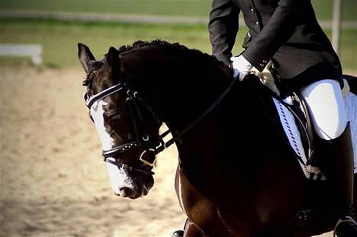 Irsk Sportspony Multistar Scan | A-PONY - Micha til første dressurstævne i 2007? med Louise Dahl :-) billede 4