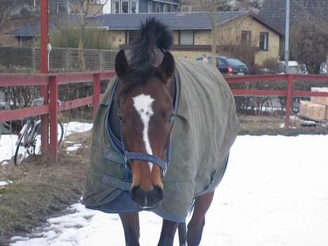 Fuldblod (XX) ~Bolsjoj~ billede 5