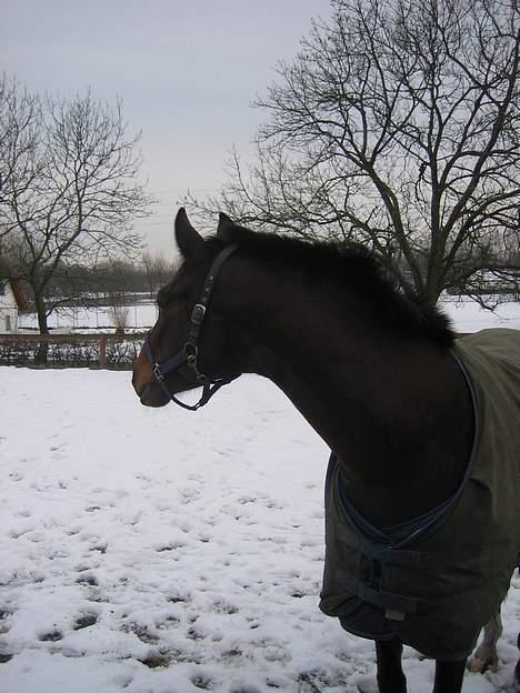 Fuldblod (XX) ~Bolsjoj~ billede 6