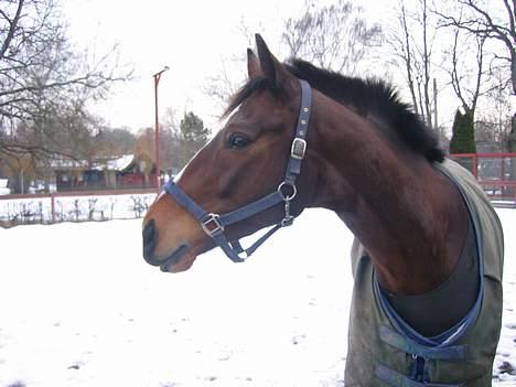 Fuldblod (XX) ~Bolsjoj~ billede 7