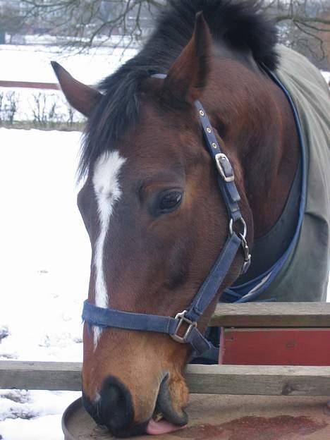 Fuldblod (XX) ~Bolsjoj~ billede 8