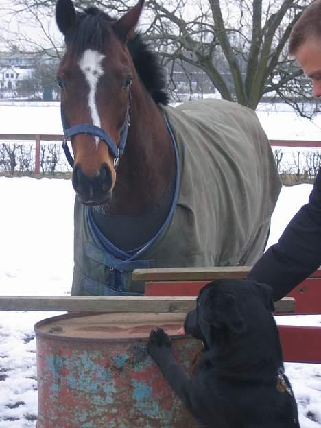 Fuldblod (XX) ~Bolsjoj~ billede 9