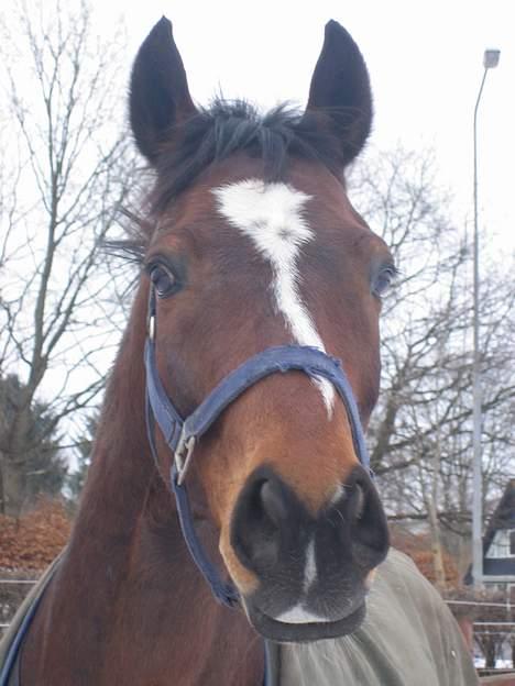 Fuldblod (XX) ~Bolsjoj~ billede 10