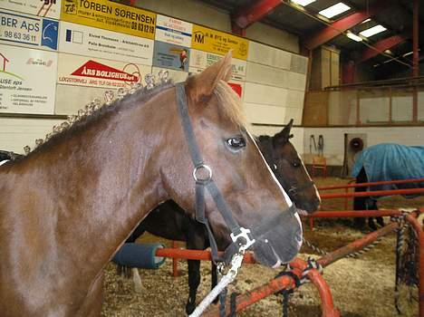 Anden særlig race Muskas *Død* billede 3