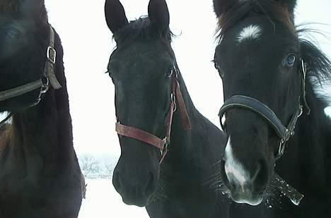 Frieser Nancy død d.19-02-2009 - Fra folden sidst i febuar 2006, nysgerrige heste, hmmmmm billede 10