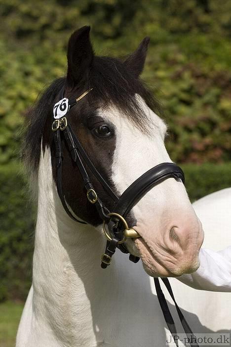 Irish Cob Lucky Luke - Lucky billeder fra store heste dag 2006 billede 6