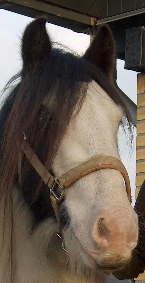 Irish Cob Lucky Luke - taget den dag jeg fik ham.... hjemme i min have billede 7