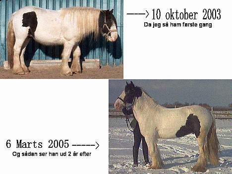 Irish Cob Lucky Luke - Utrolig stor forskel, en helt anden hest... billede 14