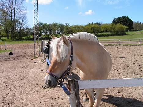 Fjordhest Vængets Liza <3 - Dejlige Liza.. hihi billede 7