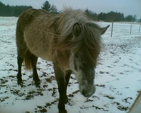 Islænder Djásn fra Skardi - Prøver´ duuh spille sjov ? hihi,.. billede 1