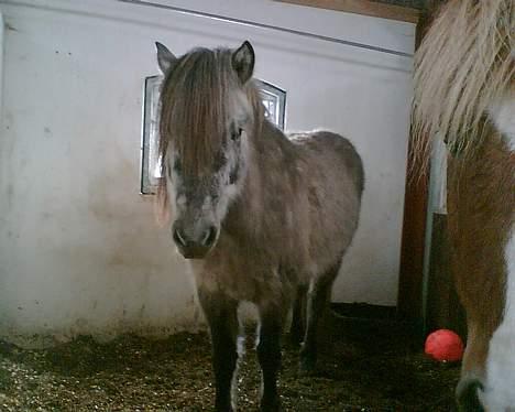 Islænder Djásn fra Skardi - Uuh smukke miiq  billede 2