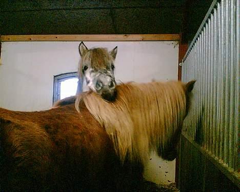 Islænder Djásn fra Skardi - titte titte bøøøøøh , står med miin elskede Blessa billede 3
