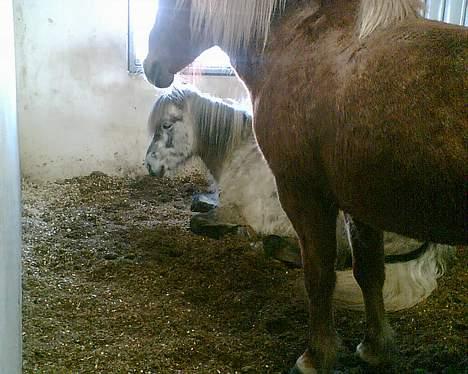 Islænder Djásn fra Skardi - Må jeq qodt sove nu ? billede 4