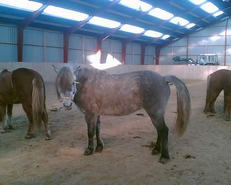 Islænder Djásn fra Skardi - Aaah, mere plads billede 5