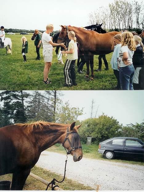 Anden særlig race Miss Indy R.I.P billede 9