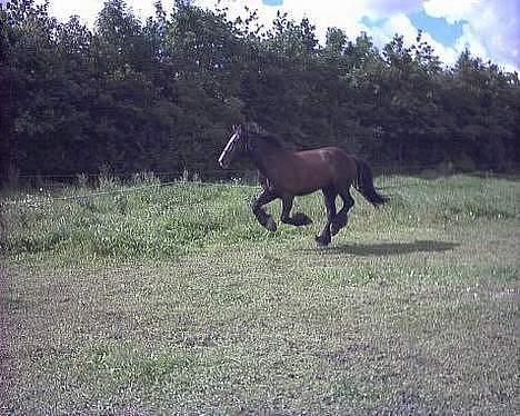 Irish Cob Grønhøjs Tito ~~ solgt billede 7