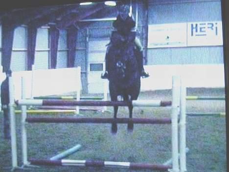 Dansk Varmblod Kløvers Luna billede 6