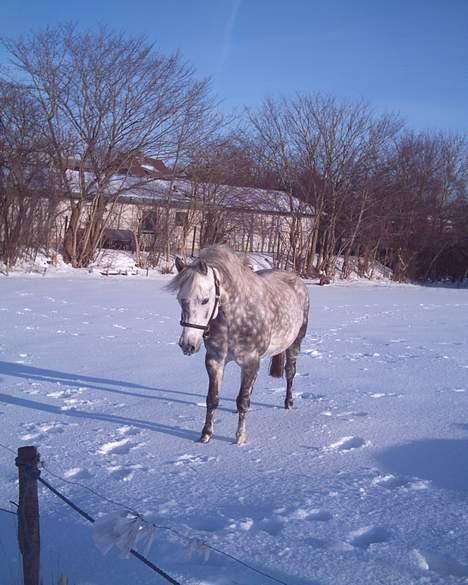 New Forest Miss Kandis - kooooollllldddtttt  billede 4