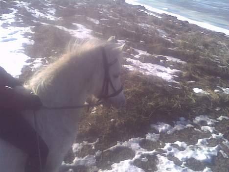 Anden særlig race Sorte Silke billede 6