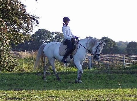 Connemara Stjernhøjs Tiggy C 925 - "Ja..... Katrine siger jeg er så dygtig :-) elsker når hun siger det. " billede 1