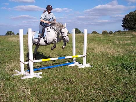 Connemara Stjernhøjs Tiggy C 925 - Katrine og jeg springer, men det er lidt kedeligt for det er ikke særlig højt. Øv så springer jeg bare lidt længere fra. Hi hi så driller jeg hende lige lidt, hun kan jo bare sætte det op så det er sjovt. billede 2