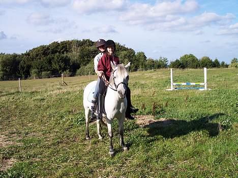 Connemara Stjernhøjs Tiggy C 925 - Ih hvad er det dog de laver, nu fjoller de igen. Altså, altså. billede 3