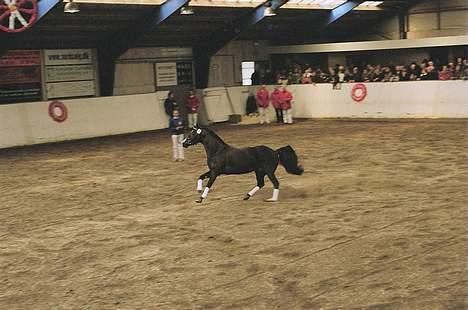 DSP cannon 103 sph - Bliver vist løs til hingste show nord billede 9